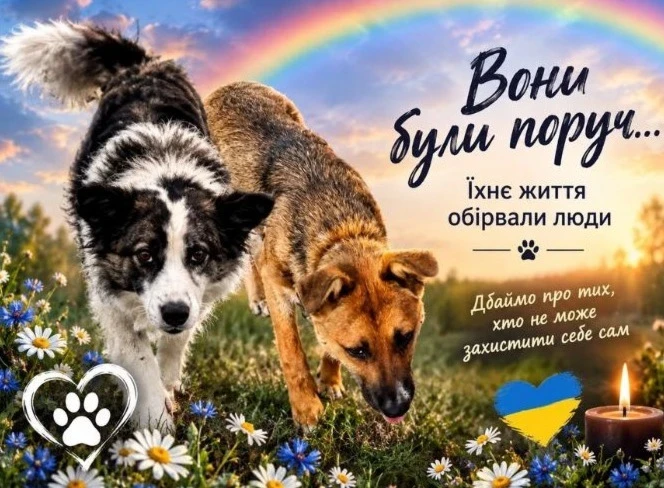 Шарік і Рижик - вони довірились людям...