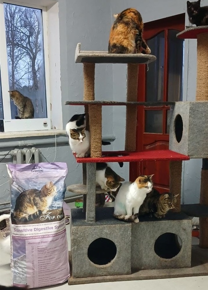 Лежаки та будиночки для котів