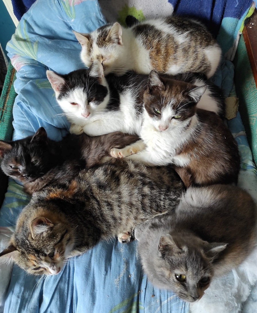 Котуськи