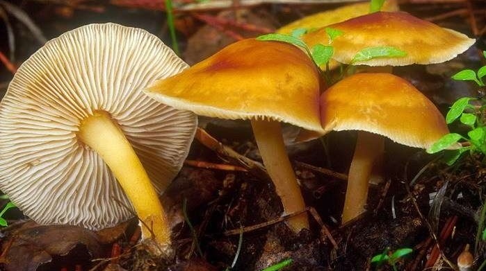 Гімнопілус прекрасний