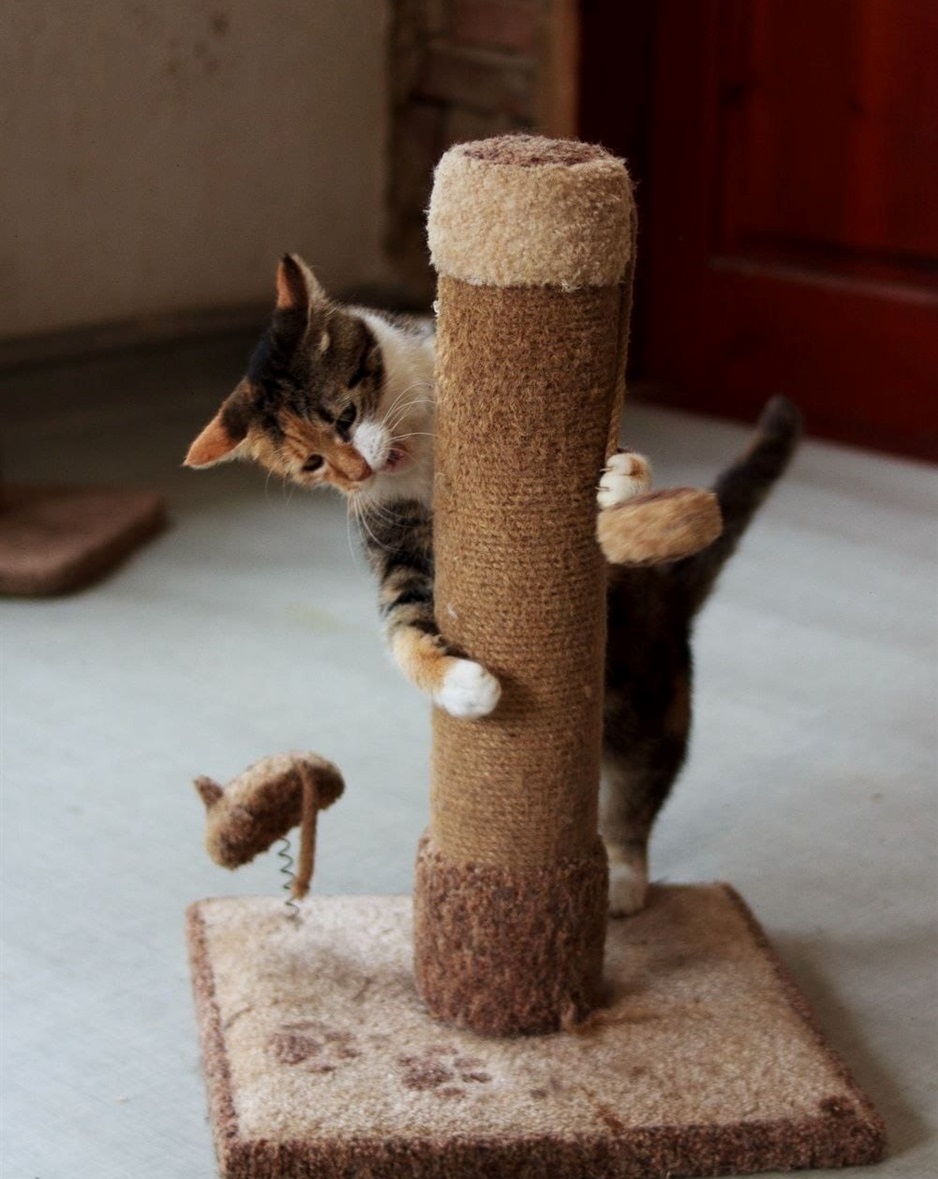 Котик і дряпка
