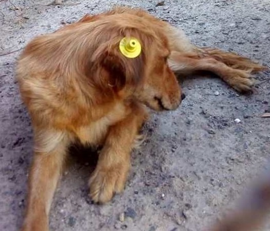 Кліпсування тварин