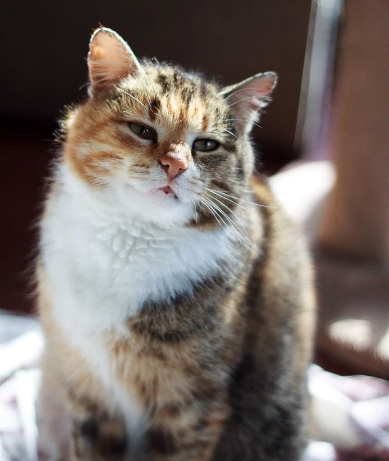 Неповторний котик