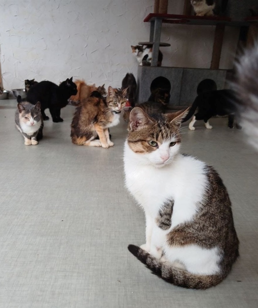 Коти
