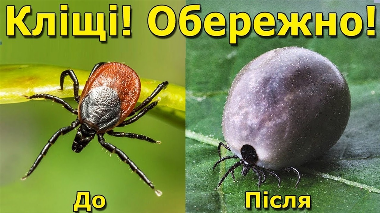 Кліщі