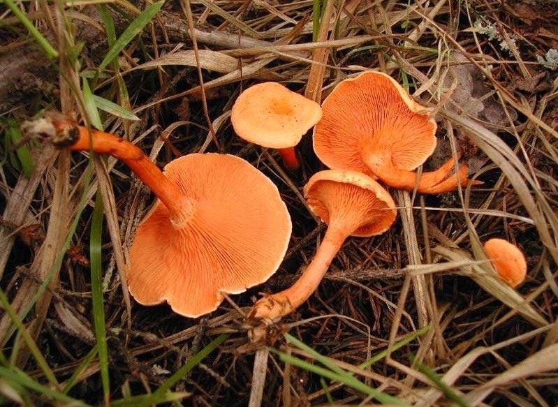 Хибна лисичка