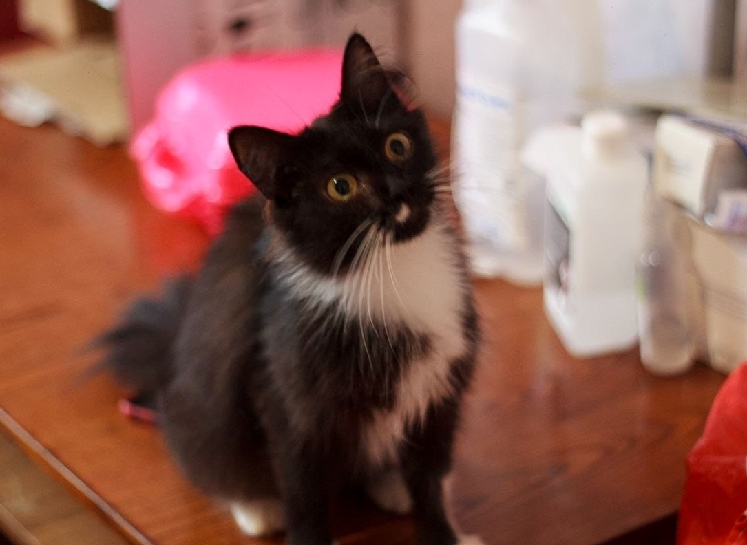 Евакуйований котик
