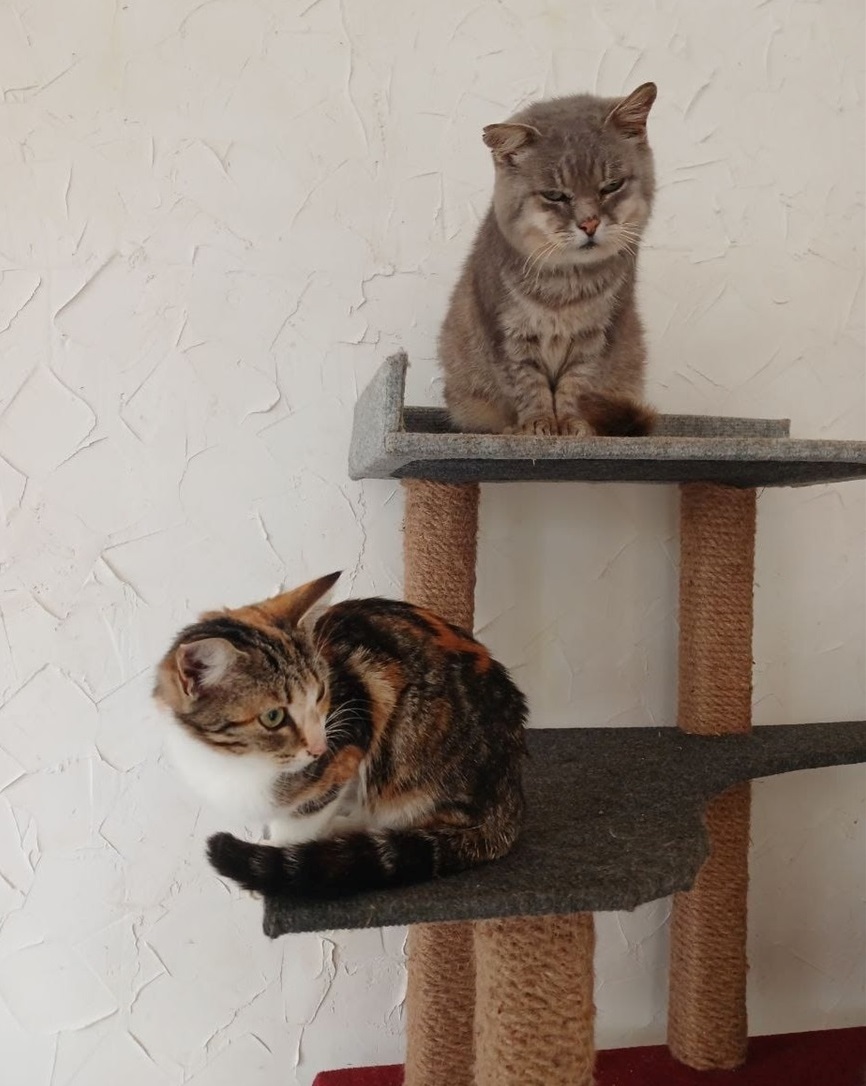 Котики