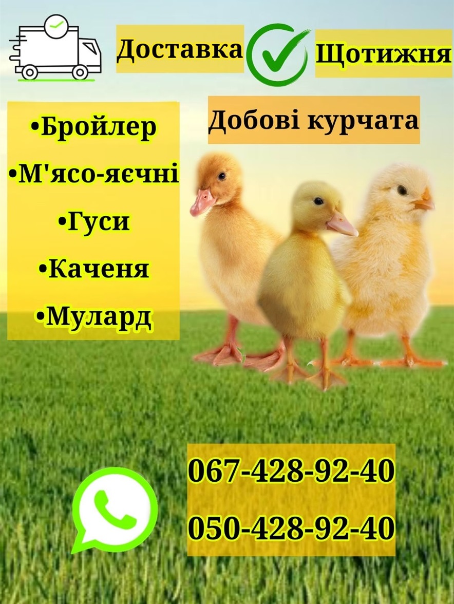 Реклама добові курчата, каченята, гуси