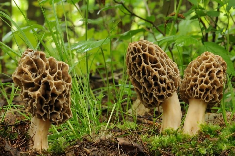 Зморшок їстівний (Morchella esculenta)
Цей вид – один з найбільш цінних їстівних грибів. Він також має декілька народних назв, включаючи «ковпачок», «коцюрупок» та «сушеребок». Ці гриби мають яйцеподібну пористу шапку заввишки 3-6 см, жовто-бурого забарвлення. М’якуш у них білий, з приємним запахом та горіховим смаком.