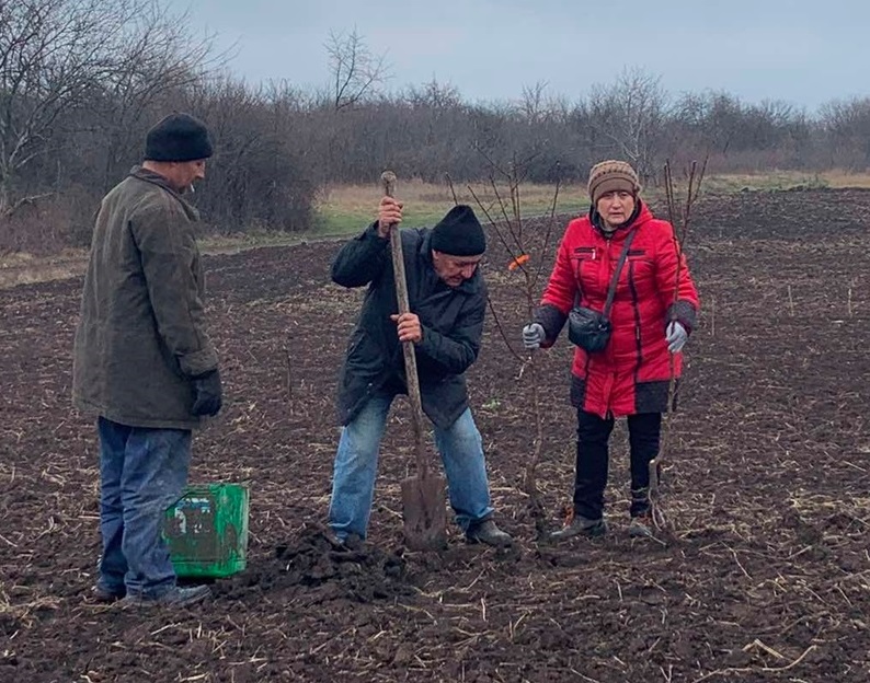 Члени кооперативу "Південне"  висаджують дерева