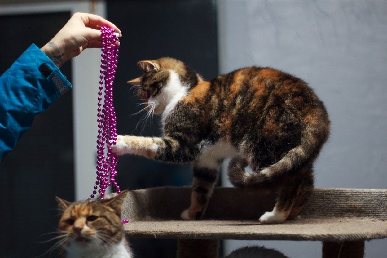 Котики раді іграшці