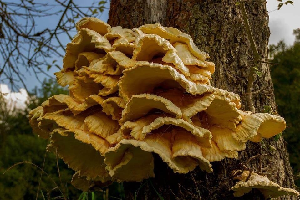 Трутовик сірчано-жовтий (Laetiporus sulphureus)
Цей їстівний деревний гриб також називають «кулина» або «лісова курка». Шапки у нього рихлом’ясисті, від 10 до 40 см у діаметрі. Вони мають оранжево- або сірчано-жовте забарвлення, нерідко з рожевим відтінком.