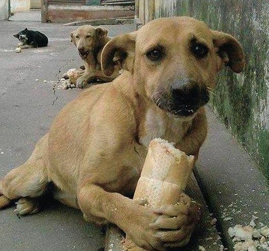 Не шкодуйте шматок хліба для безпритульних тварин. Для вас - це ніщо. Для них - це життя.
