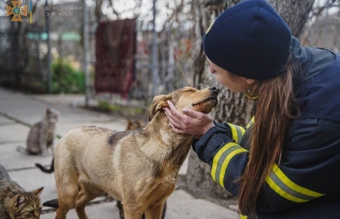 Безпритульні тварини