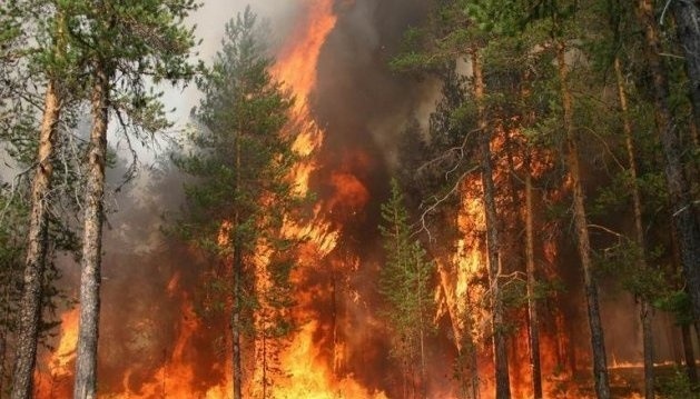 Під час пожежі в Чорнобильському лісі