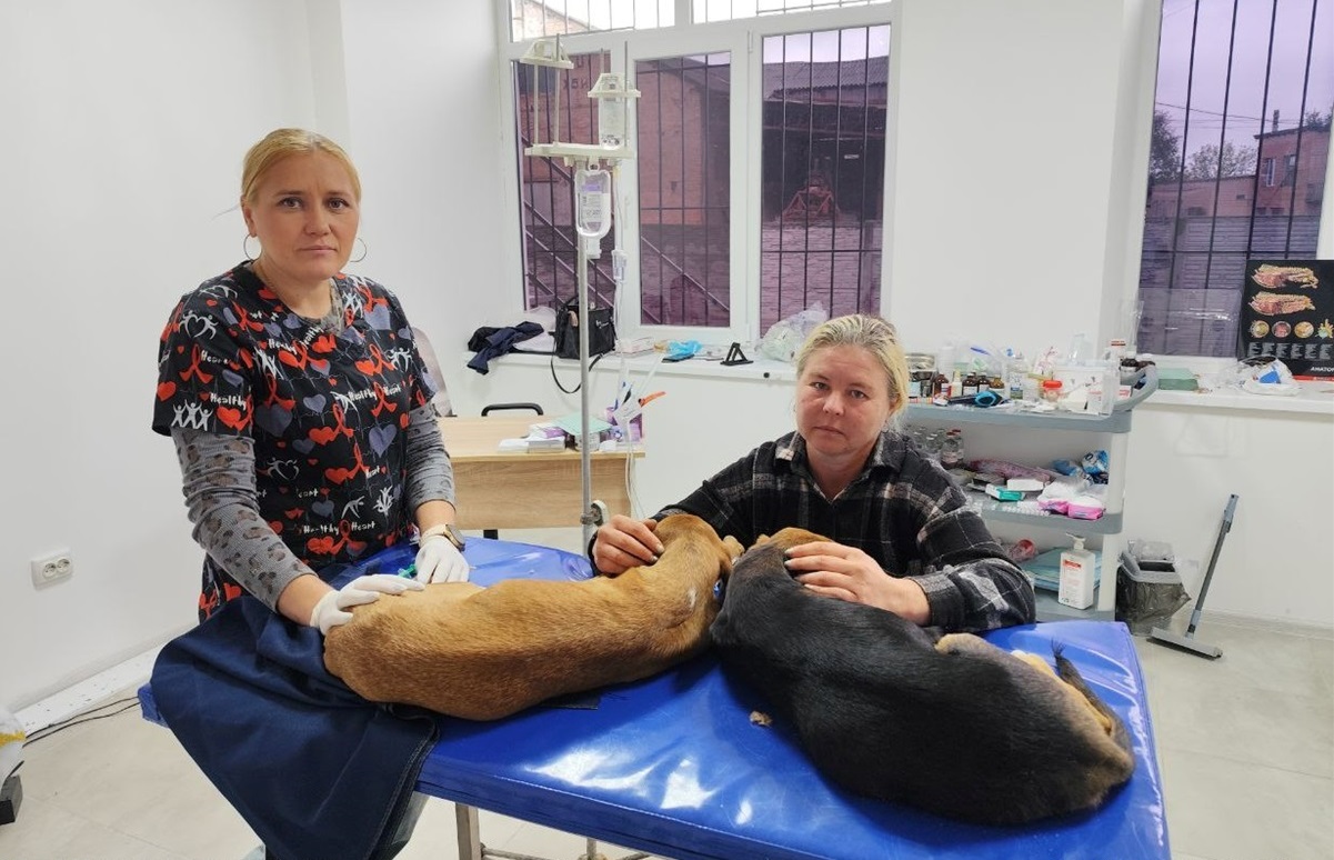 Ветеринарна лікарка Яна Кузимчак надає допомогу тваринам