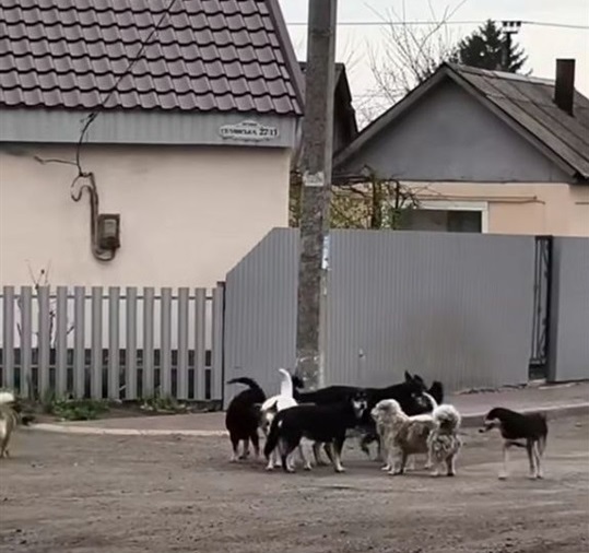 Собаки на самовигулі