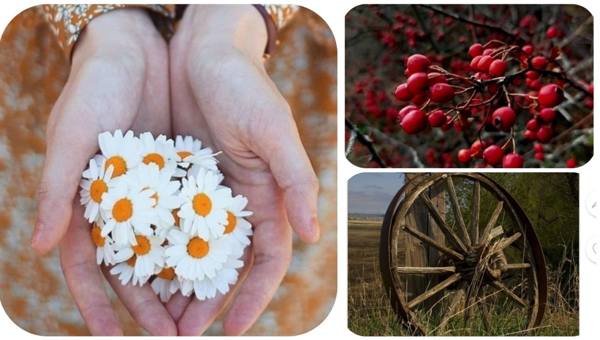 Ромашки в руках