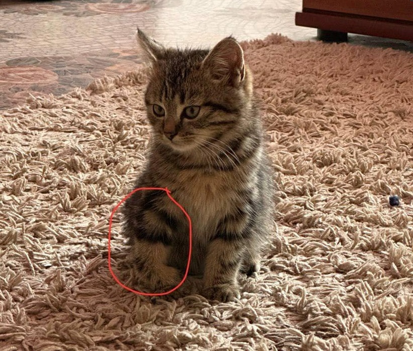 Знайдене кошеня