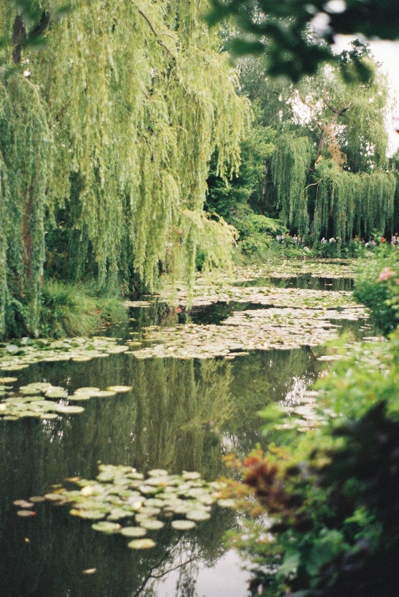 Верба