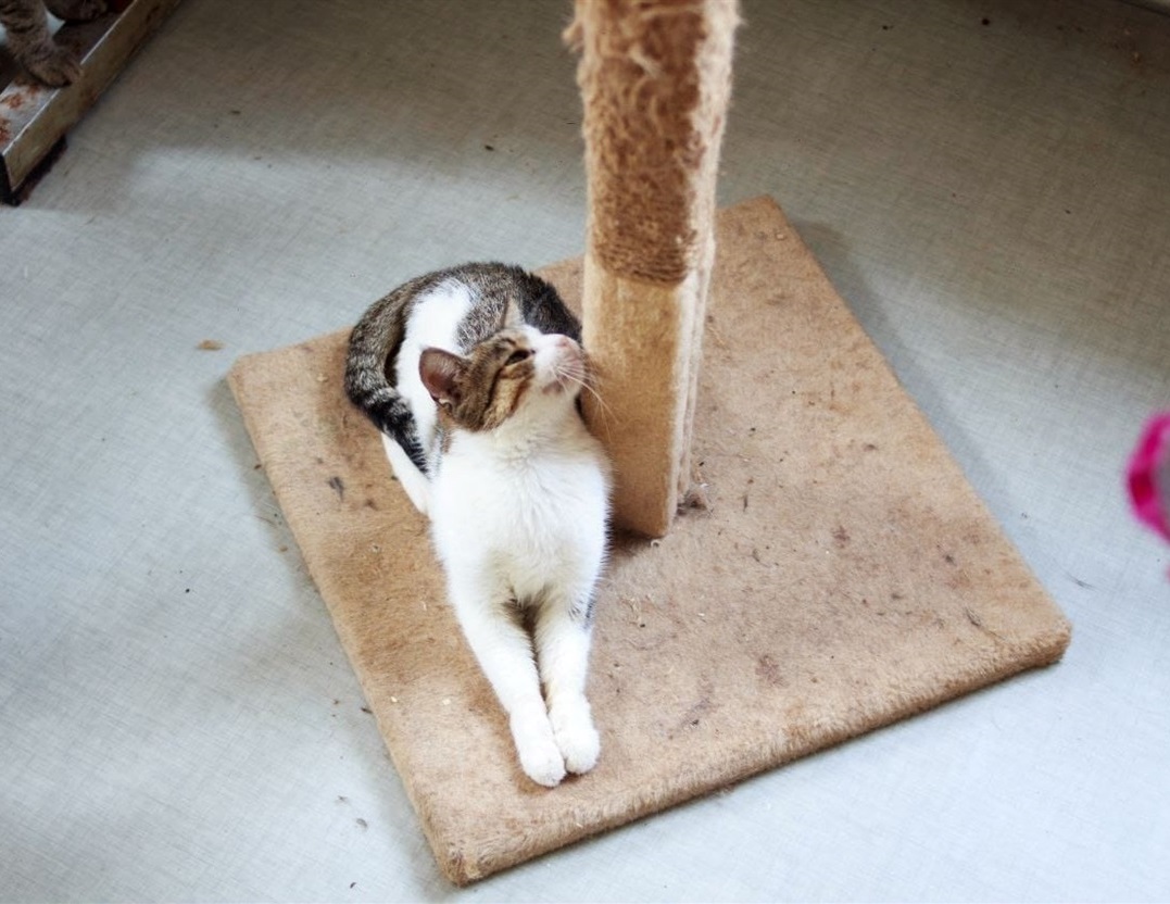 Котячий Новий рік