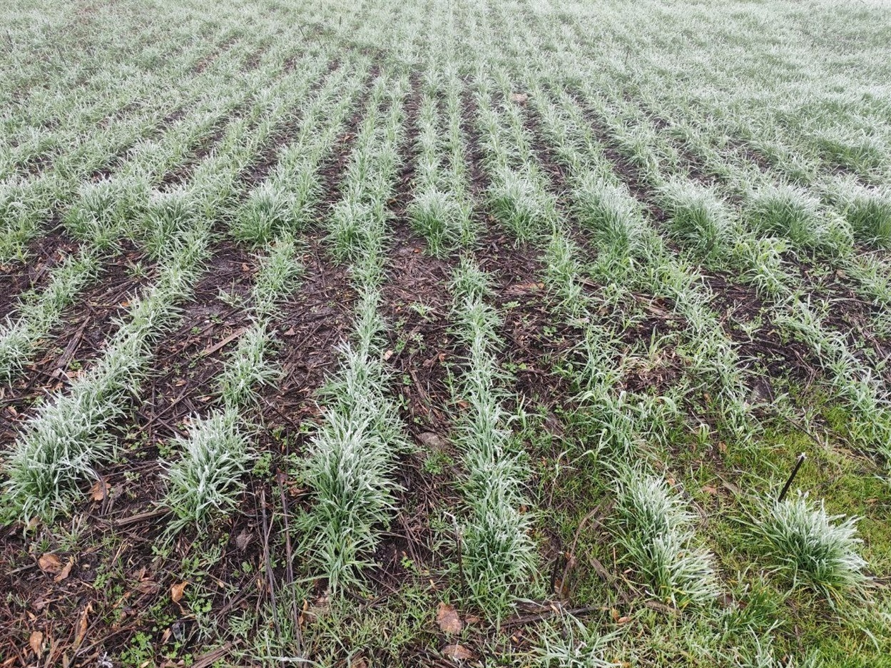 Посіви озимої пшениці